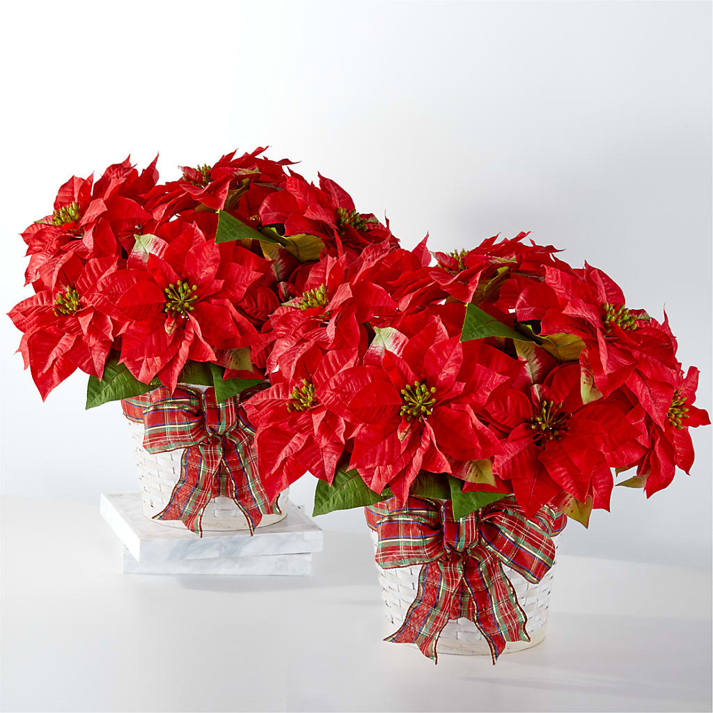 Happiest Holidays Poinsettia Bundle – Downtown Florist And Tea, Doerun GA