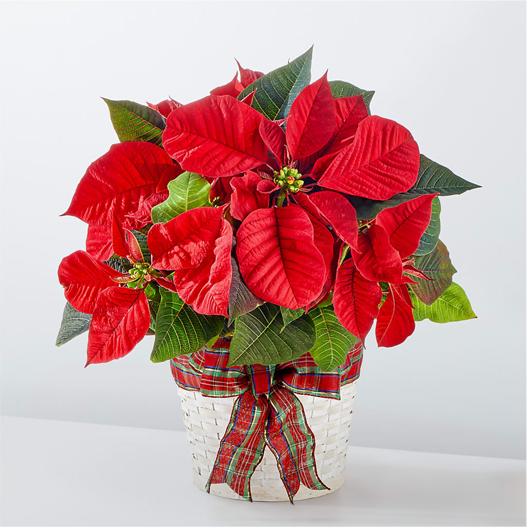 Happiest Holidays Poinsettia – Downtown Florist And Tea, Doerun GA