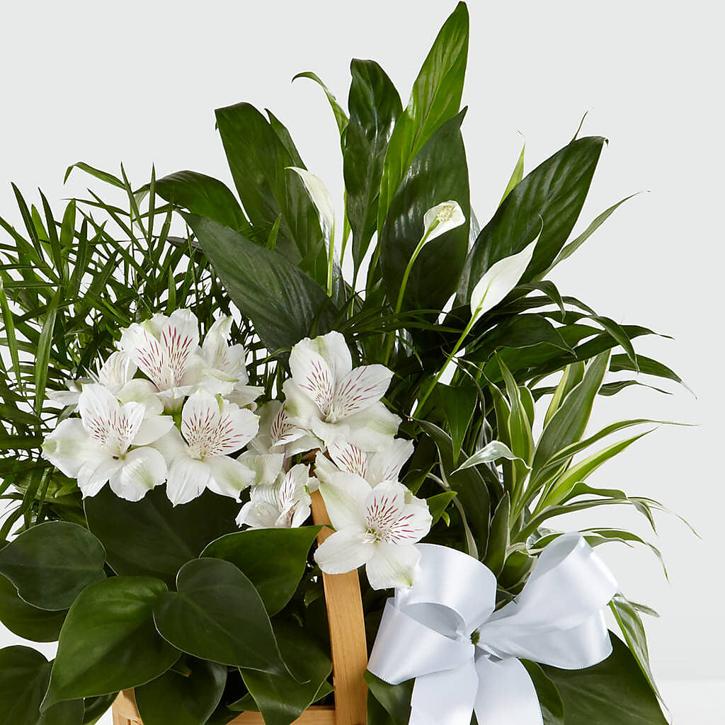 Peace & Serenity Dishgarden – Downtown Florist And Tea, Doerun GA