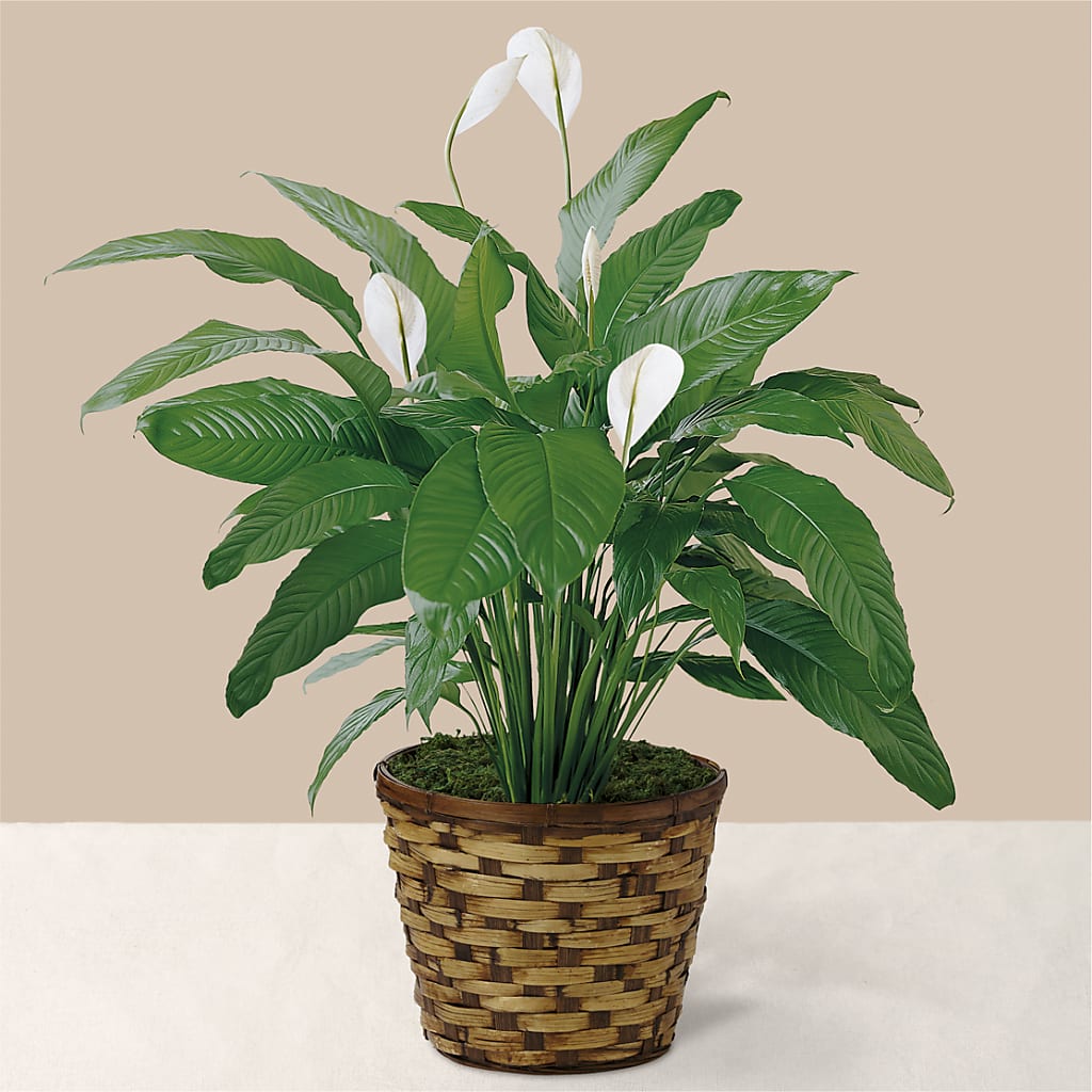 Tranquil Moments Peace Lily Plant – Downtown Florist And Tea, Doerun GA