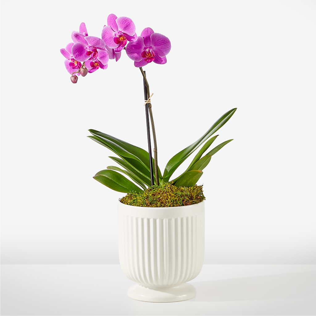 Friendly Fuchsia Orchid – Downtown Florist And Tea, Doerun GA