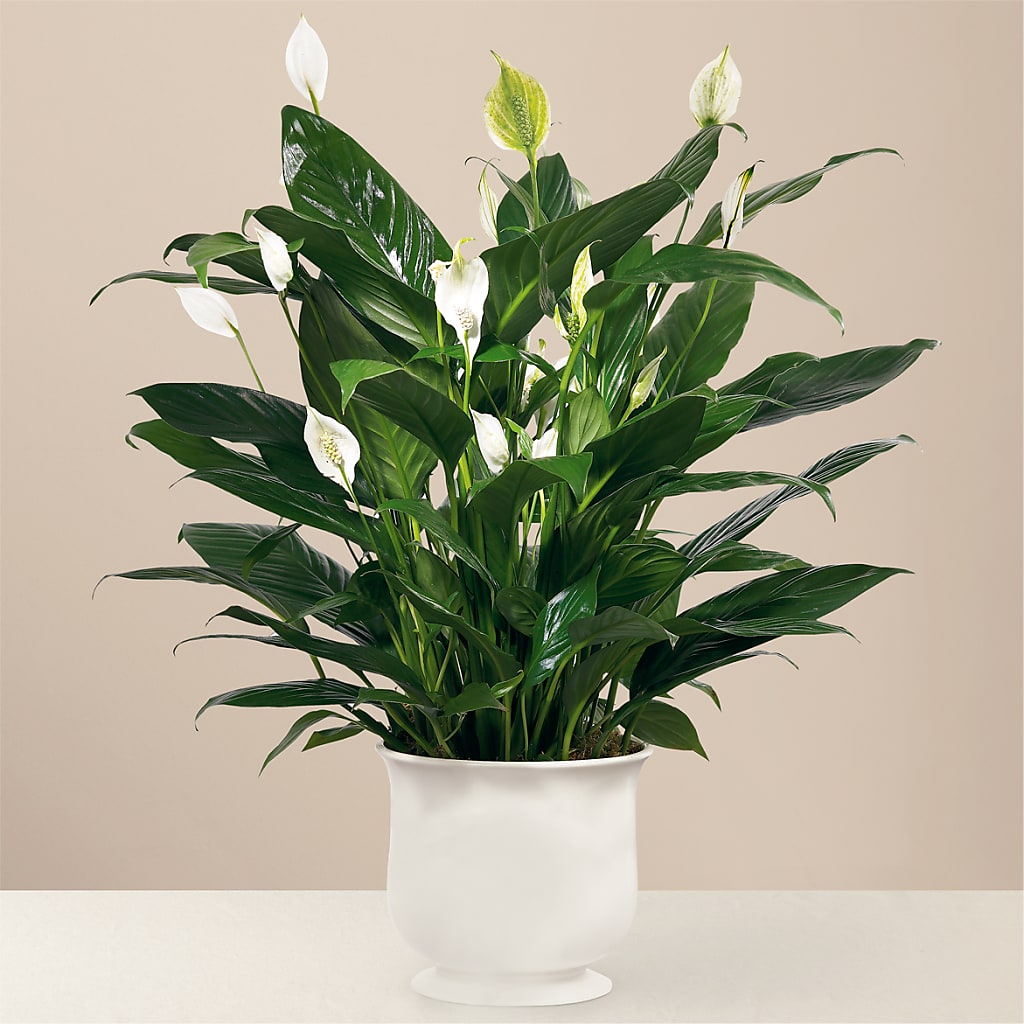 Comfort Planter – Downtown Florist And Tea, Doerun GA