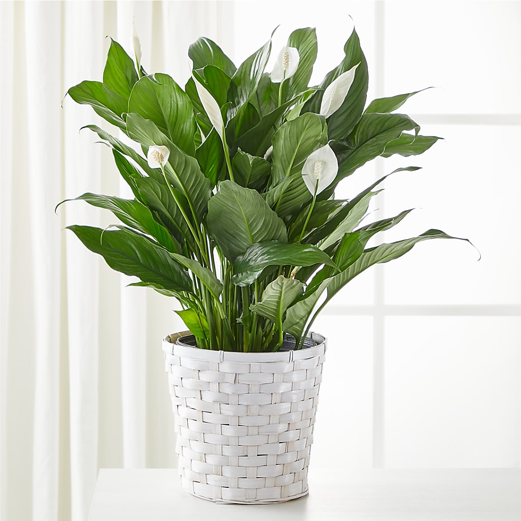 A New Leaf Peace Lily – Downtown Florist And Tea, Doerun GA