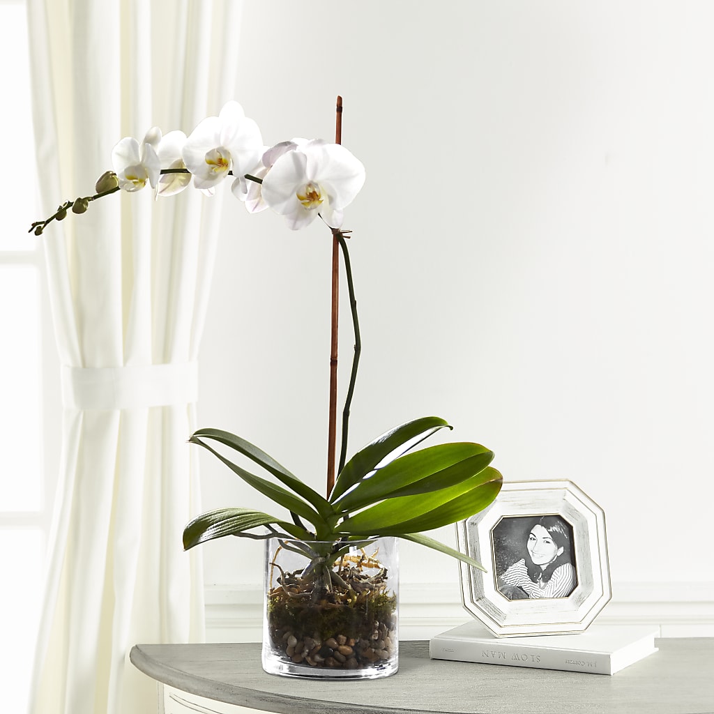 White Orchid Planter – Downtown Florist And Tea, Doerun GA
