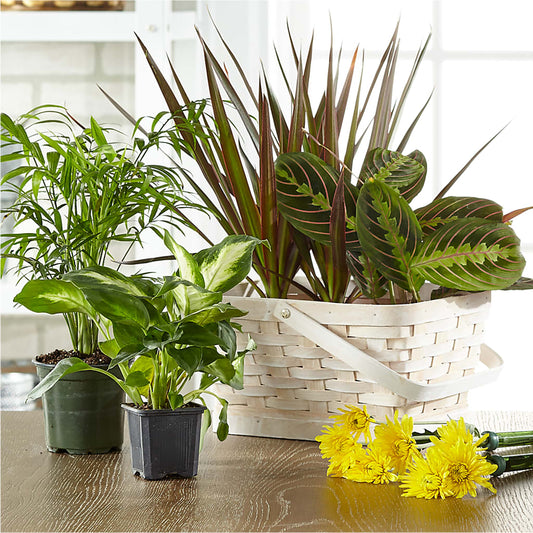 Florist Designed Blooming and Green Plants in a Basket –  Downtown Florist And Tea, Doerun GA