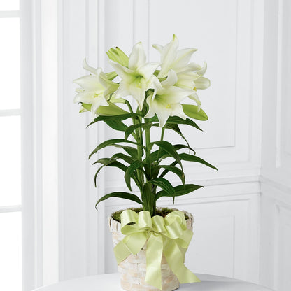 Easter Lily Plant –  Downtown Florist And Tea, Doerun GA