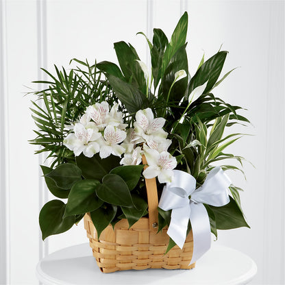 Peace & Serenity Dishgarden –  Downtown Florist And Tea, Doerun GA