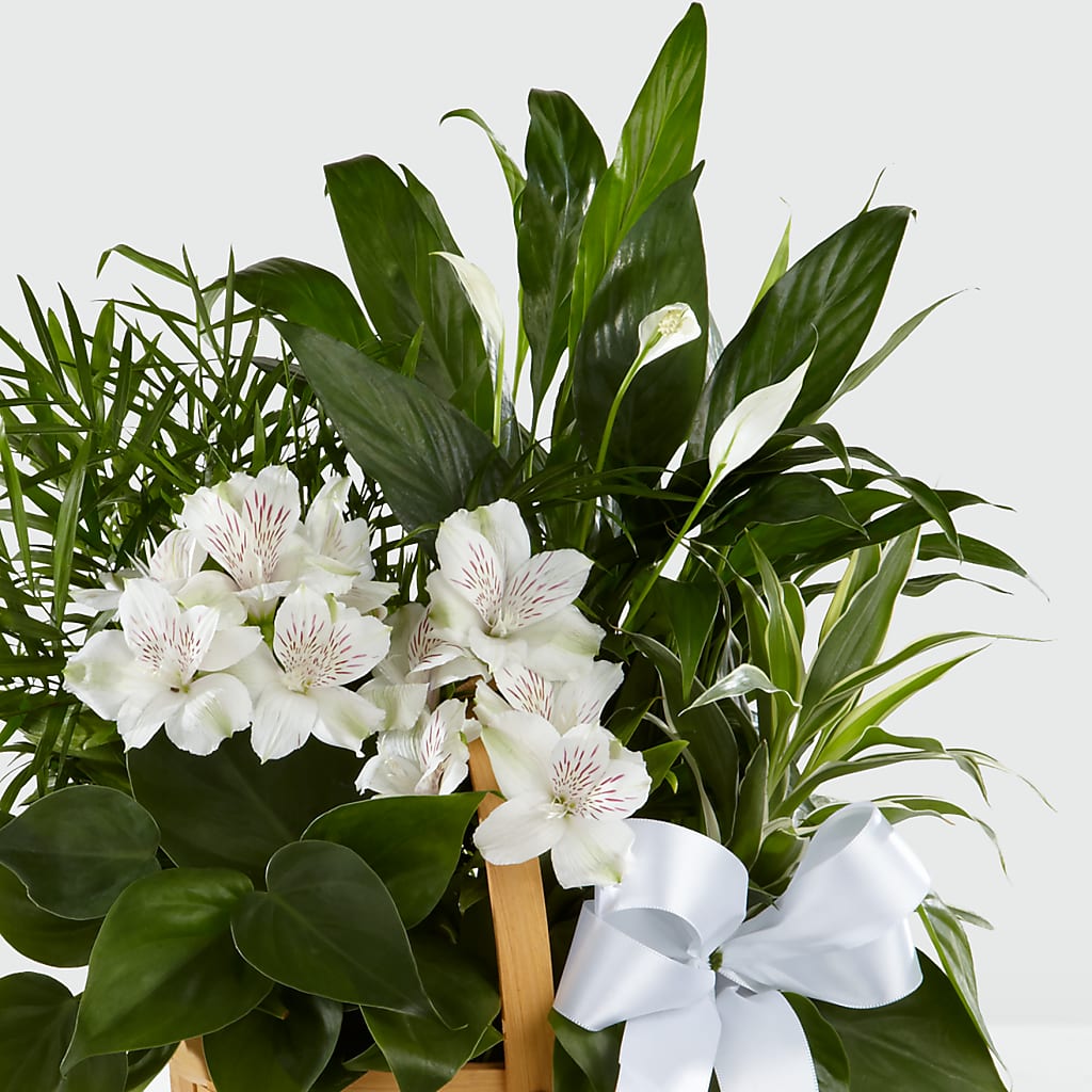 Peace & Serenity Dishgarden –  Downtown Florist And Tea, Doerun GA