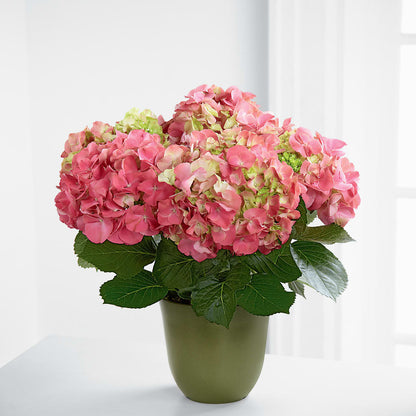 Pink Hydrangea Planter –  Downtown Florist And Tea, Doerun GA