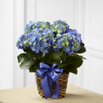 Blue Hydrangea Planter –  Downtown Florist And Tea, Doerun GA