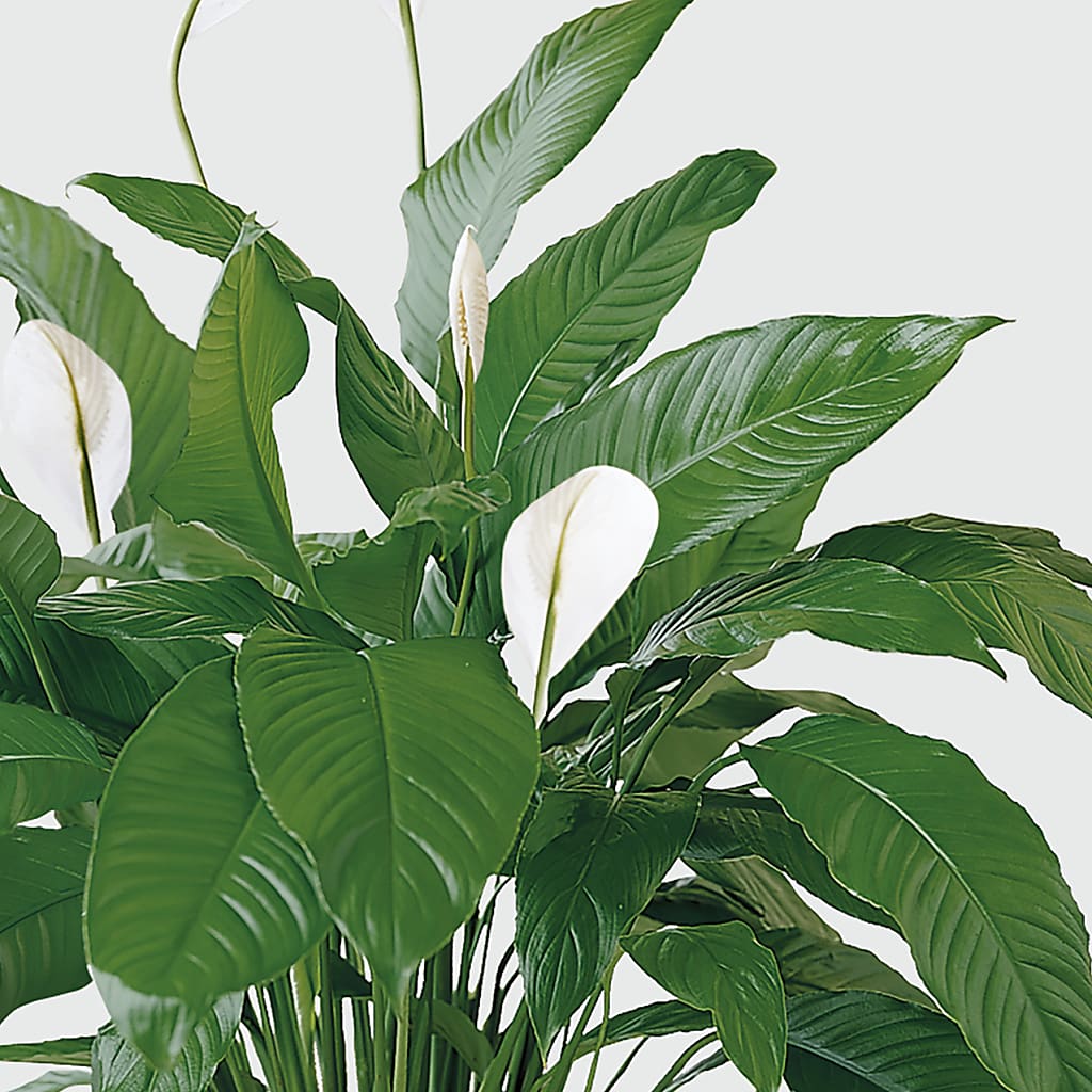 Tranquil Moments Peace Lily Plant –  Downtown Florist And Tea, Doerun GA