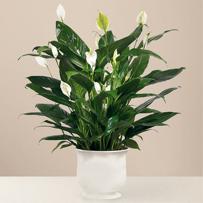 Comfort Planter –  Downtown Florist And Tea, Doerun GA