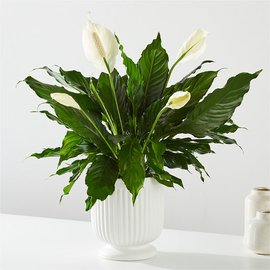 Comfort Planter –  Downtown Florist And Tea, Doerun GA