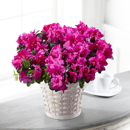 Hope & Serenity Azalea Plant –  Downtown Florist And Tea, Doerun GA