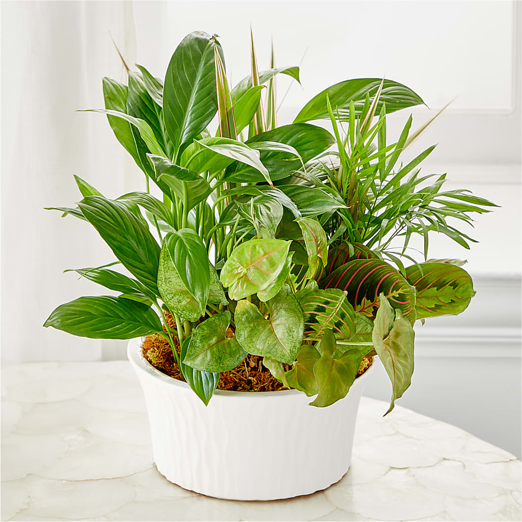 Balance & Harmony Dishgarden –  Downtown Florist And Tea, Doerun GA