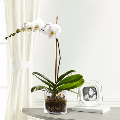 White Orchid Planter –  Downtown Florist And Tea, Doerun GA