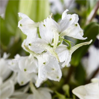 Classic Ivory – A Florist Original –  Downtown Florist And Tea, Doerun GA