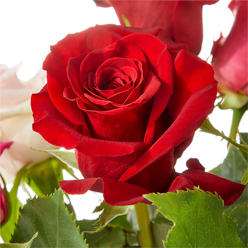 Love Notes Rose Bouquet –  Downtown Florist And Tea, Doerun GA
